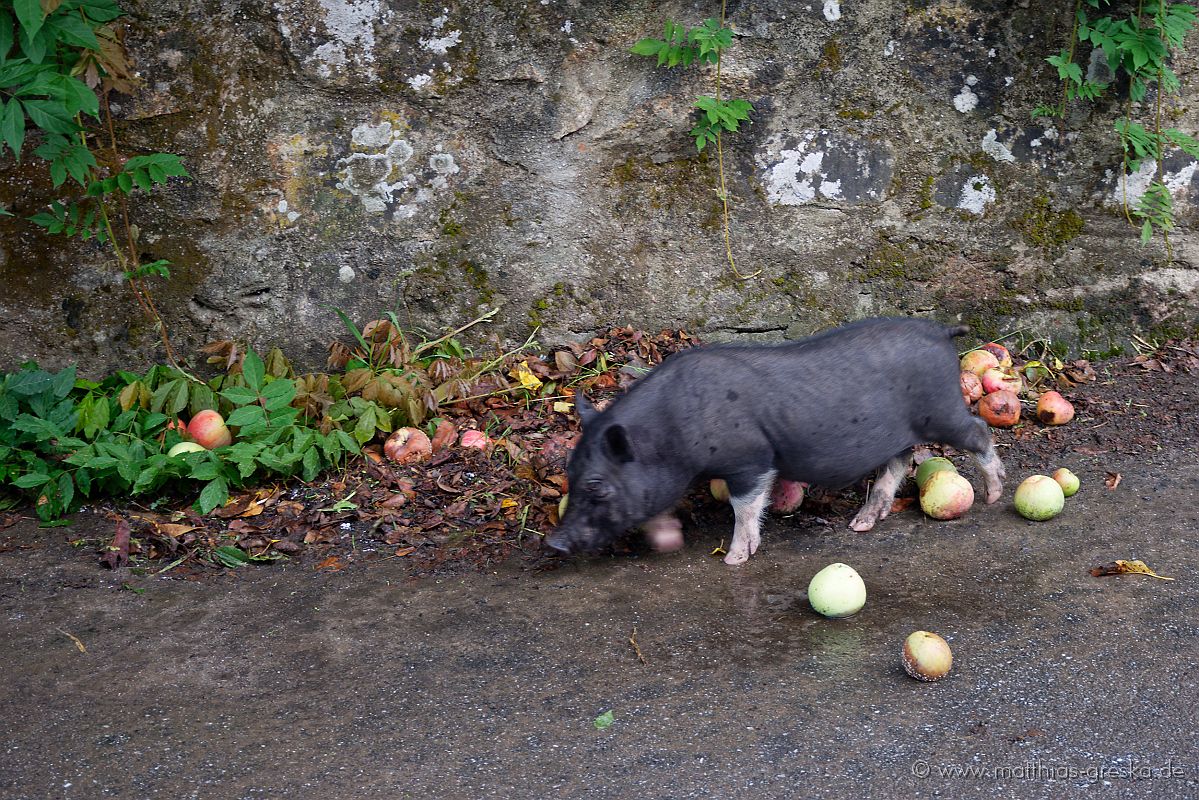 MSG_20210915082948_ND5_6881.jpg - Ein iberisches Schwein fühlt sich sauwohl